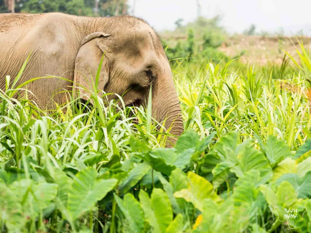 éléphant en thaïlande
